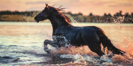 Paard Rennend In Het Water Zomers