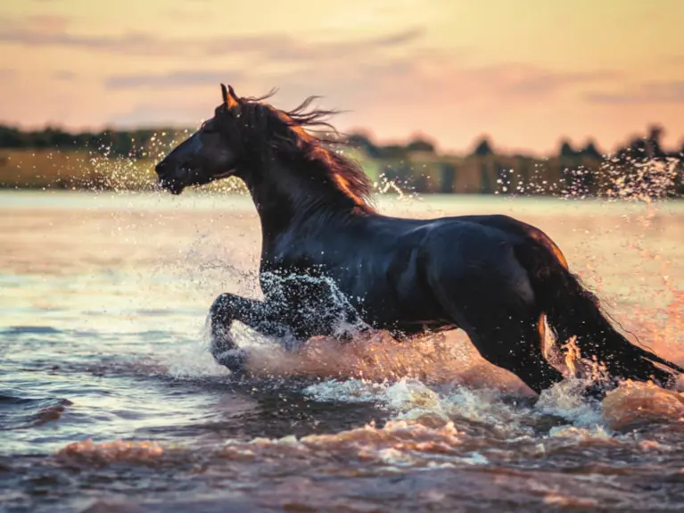 Paard Rennend In Het Water Zomers