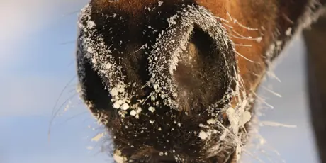 Paardenneus Vrieskou