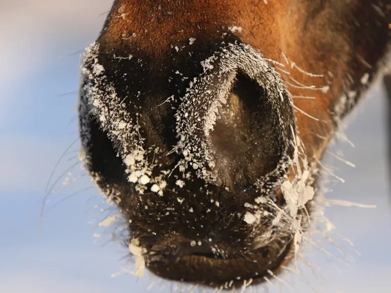 Paardenneus Vrieskou