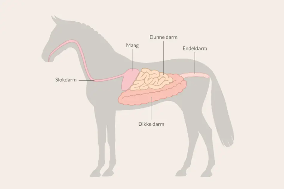 Hoe werkt de vertering van een paard?