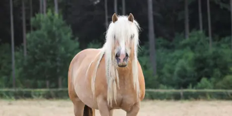 Paard verantwoord af laten vallen