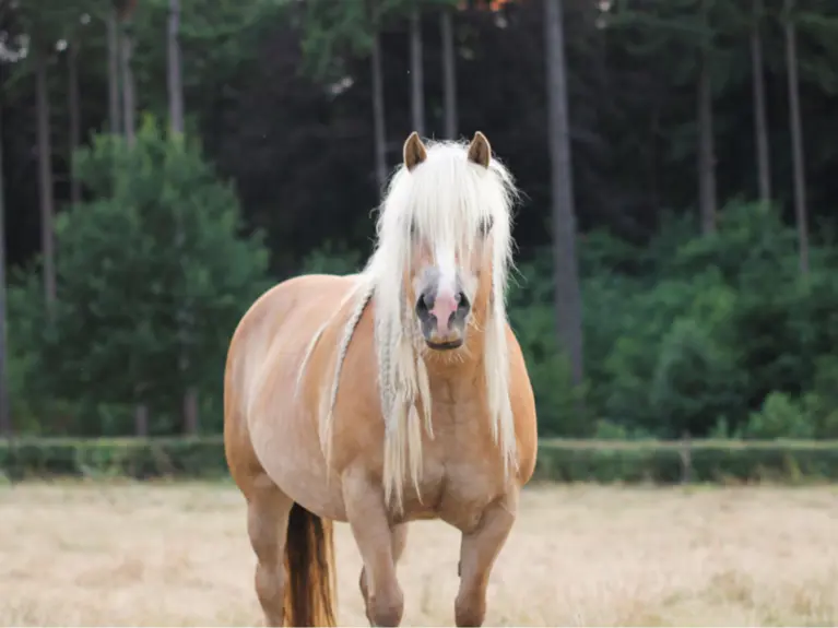 Paard verantwoord af laten vallen