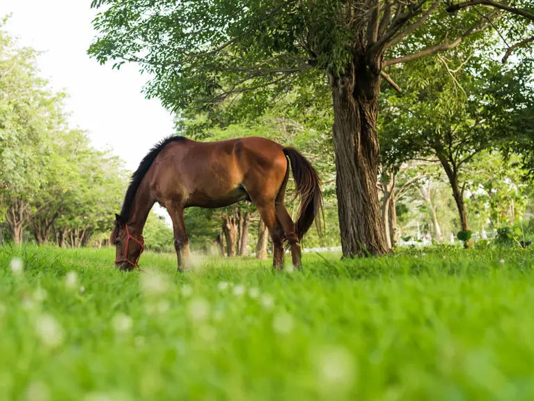 Bruin paard in een groene wei met bomen