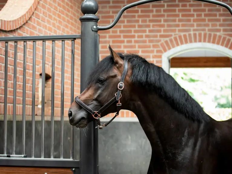 Mooi bruin paard in de stal