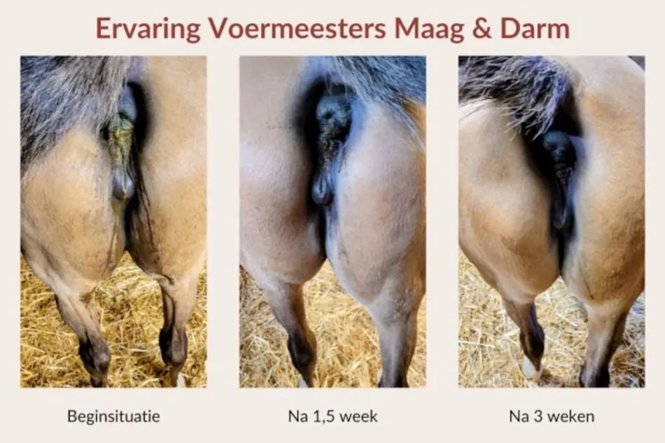 Ervaring Voermeesters Maag & Darm