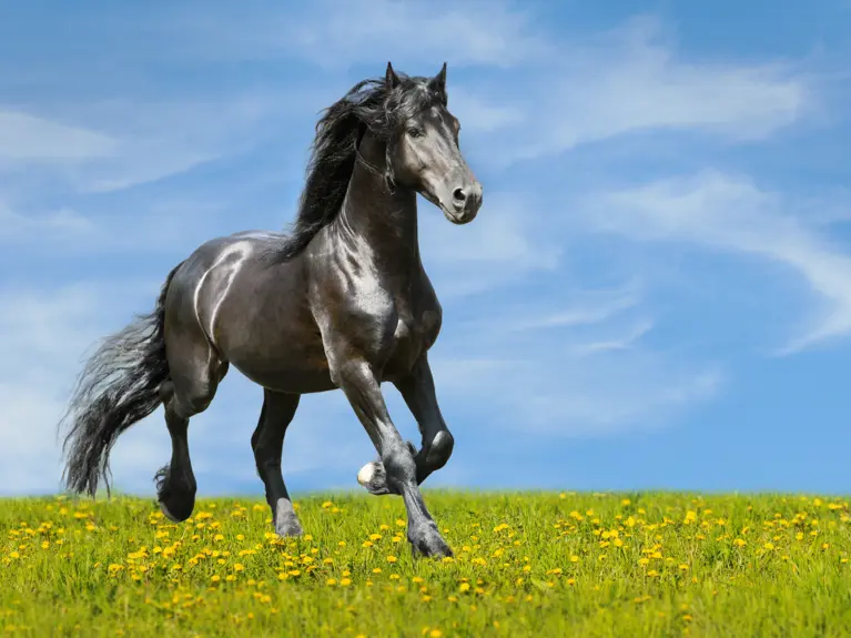 Belang van voeding bij een gevoelige huid bij paarden