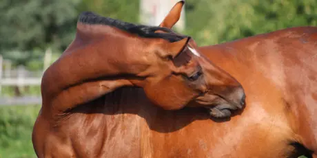 Jeuk Bij Paarden