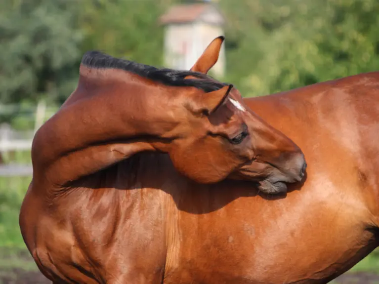 Jeuk Bij Paarden