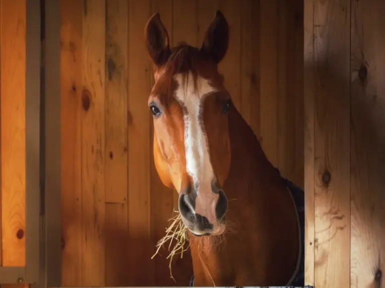 Voer voor revaliderend paard