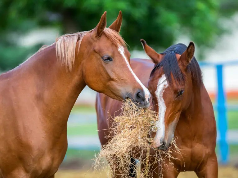 Twee bruine paarden die ruwvoer eten