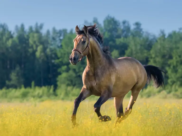 Paard In Galop