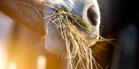 Paard Met Ruwvoer In Mond Zonlicht