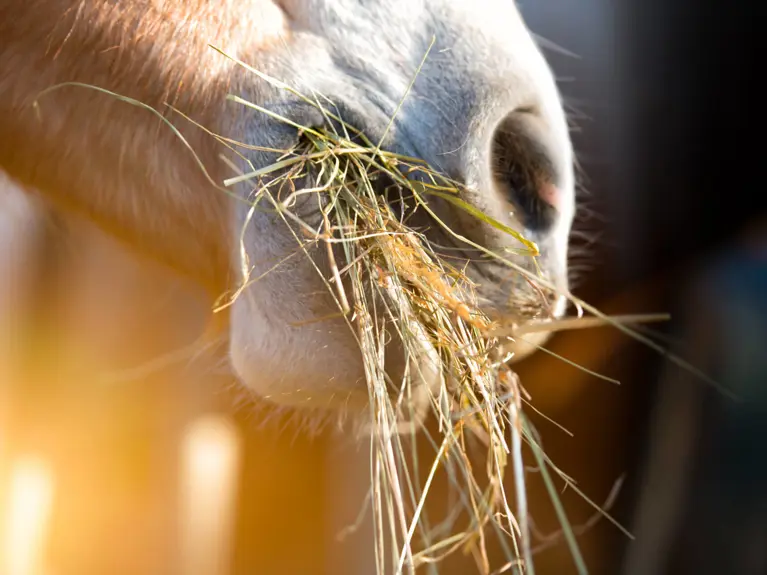 Paard Met Ruwvoer In Mond Zonlicht