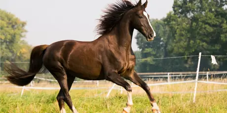 Voermeesters paard Maag & Darm