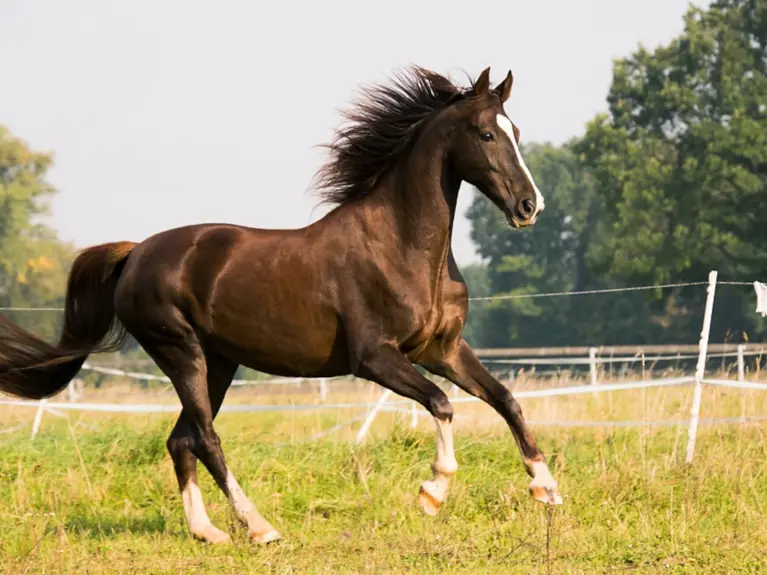 Voermeesters paard Maag & Darm