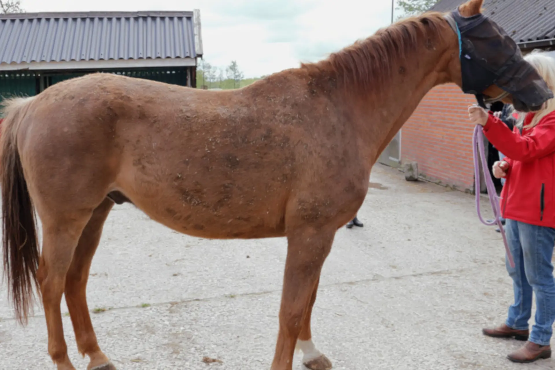 Paard Voor Huid Vitaal