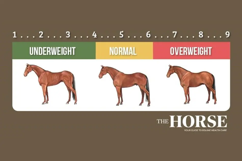 The Horse Henneke Body Condition Score (1)